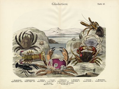 Crabs by German School